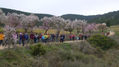 ENTRE ALMENDROS (II)