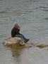 SEDIENTO