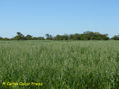 CAMPO SEMBRADO