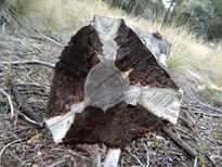 El bosque nucleo