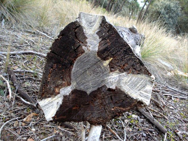 El bosque nucleo 