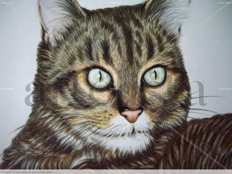 Gato de mi amiga