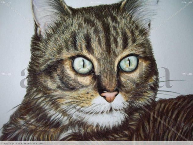gato de mi amiga