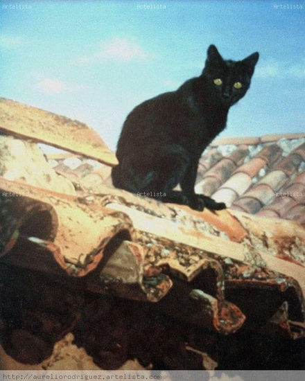 El gato negro Oil Canvas Animals