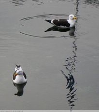 Gaviotas I