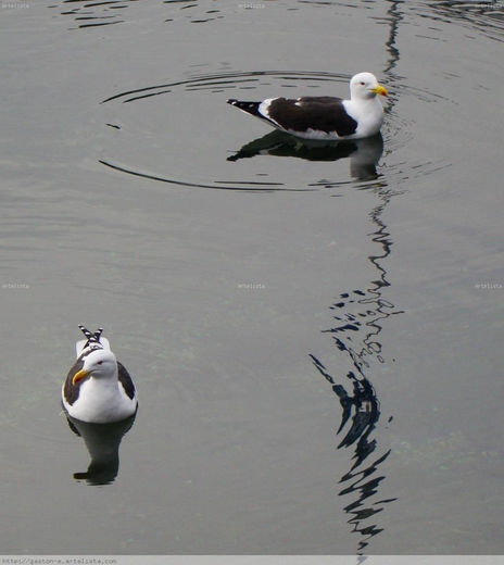 Gaviotas I