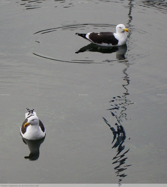 Gaviotas I