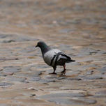 Cadiz thumbnail 1