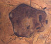 Bisonte