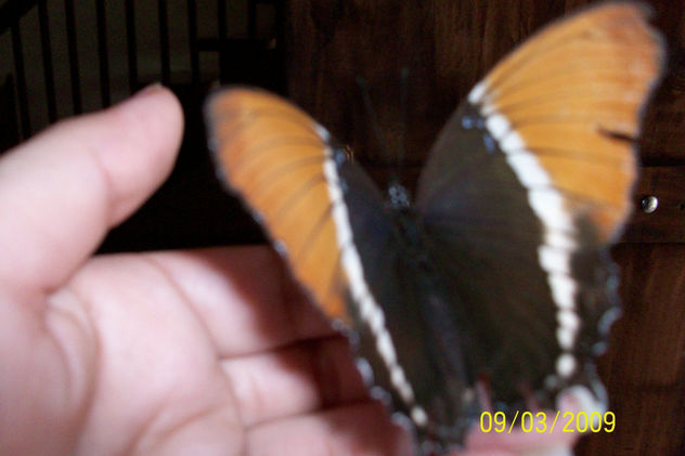 mariposa en mis manos