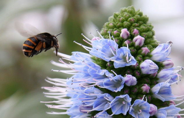 Abeja Naturaleza Color (Digital)