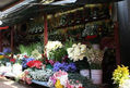 flores bellas