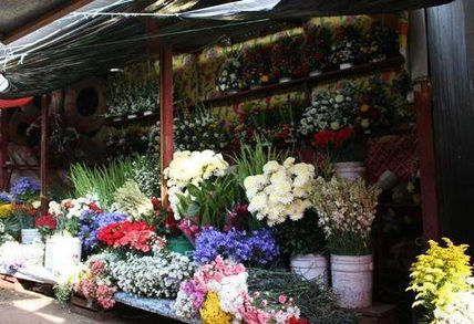 Flores bellas