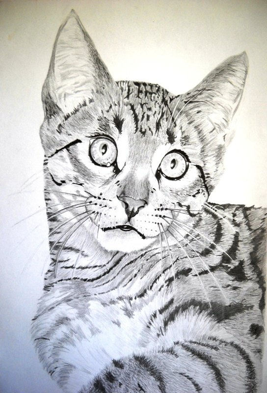 gatico