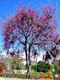 Árbol en flor