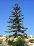 Málaga El Palo araucaria