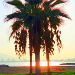 Árboles thumbnail 2