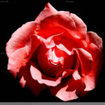 FLORES thumbnail 1