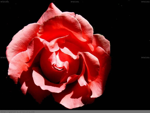 Rose English cultivar Glamour Color (Digital)