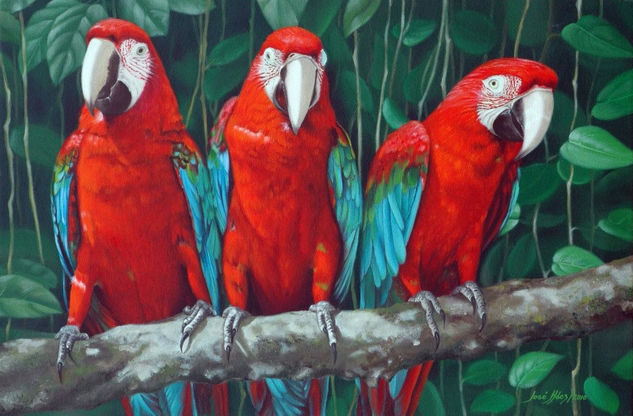 "Guacamayos II" Oil Canvas Animals