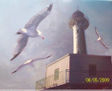 volando hacia el faro