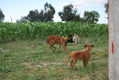 PERRO BAILANDO I