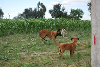 Perro bailando i