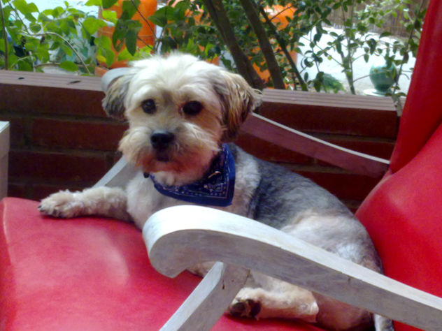 pancho