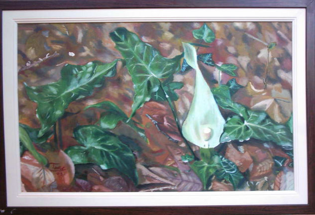 Lirio silvestre Oil Canvas