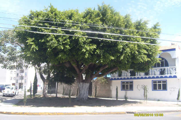 GIGANTE SOLITARIO