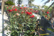 Rosas rojas