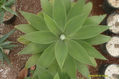 geometria natural