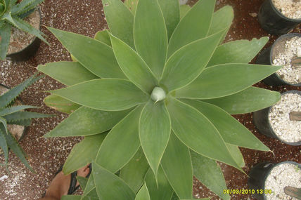 Geometria natural