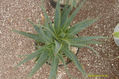 agave