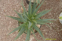 Agave