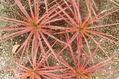 estrellas de tierra