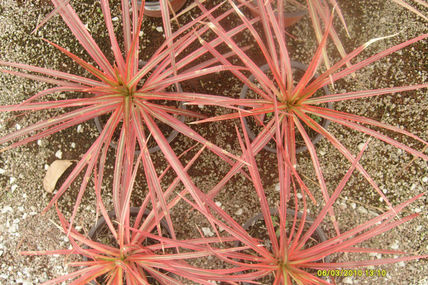 Estrellas de tierra