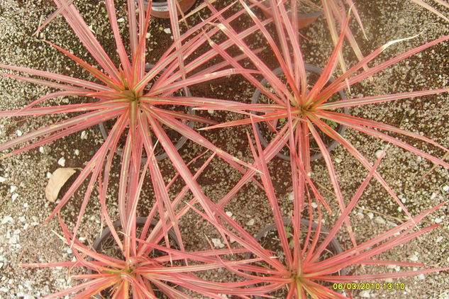 estrellas de tierra 