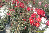 Rosas