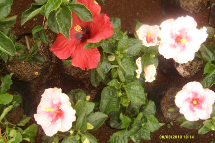 Blanco y rojo