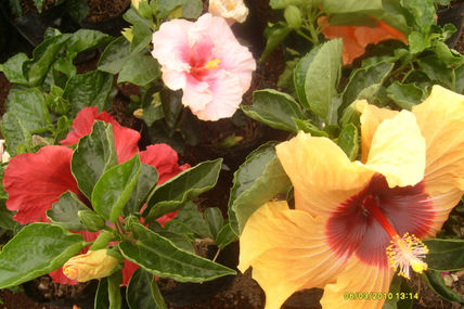 Amarillo salpicado