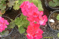 ROSA MEXICANO I