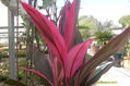 DRACENA