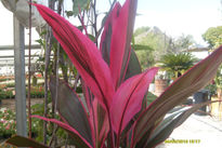 Dracena