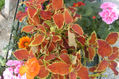 ROJO CANELA
