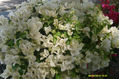 BUGAMBILIA BLANCA