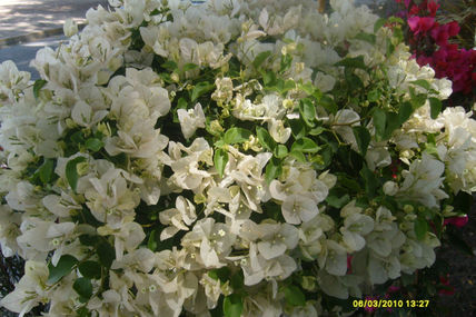 Bugambilia blanca