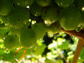 las uvas estan verdes