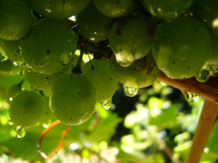 Las uvas estan verdes