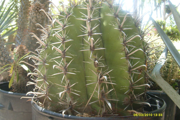 CACTUS 